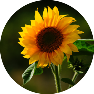 Stefania Milena Lovaglio a Torino